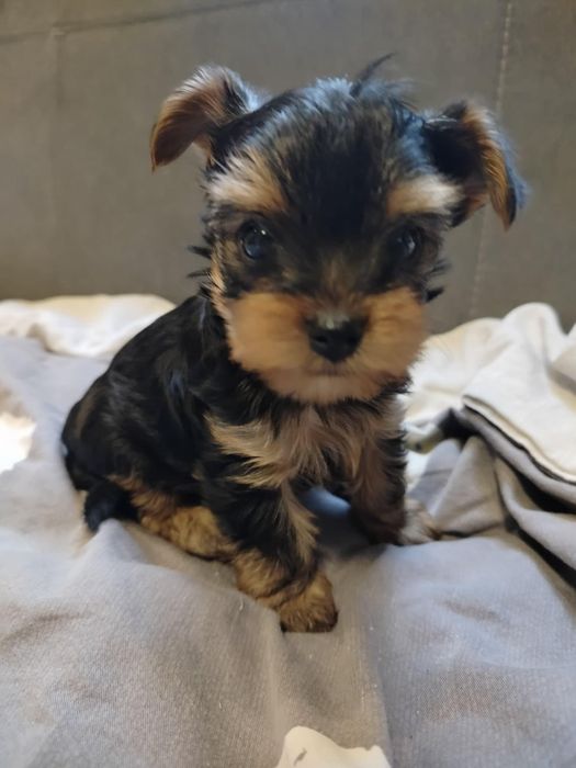 Yorkshire Terrier miniaturki