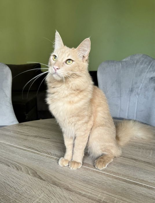 Angora Turecka, kot rasowy