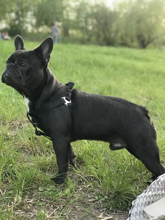 Француз голубий