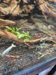 Krewetki Caridina poselekcyjne