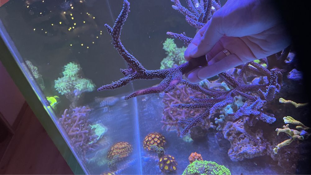 Acropora koralowiec sps akwarium morskie