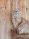 Котёнок Мейн-Кун