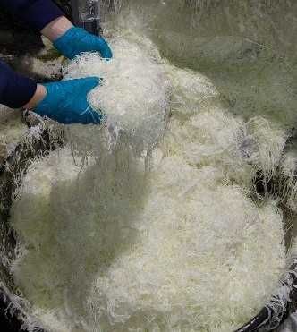 Sprzedam kapustę szatkowaną z własnej uprawy, do kiszenia