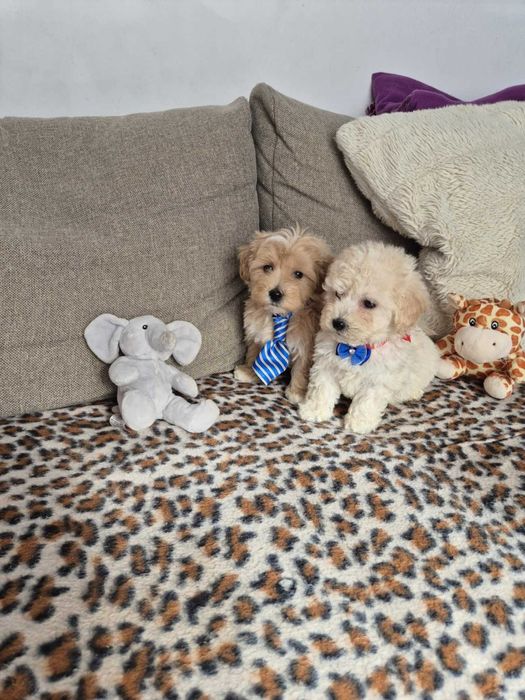 Maltipoo F1 śliczny piesek z metryką