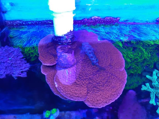 Koralowce Montipora czerwona