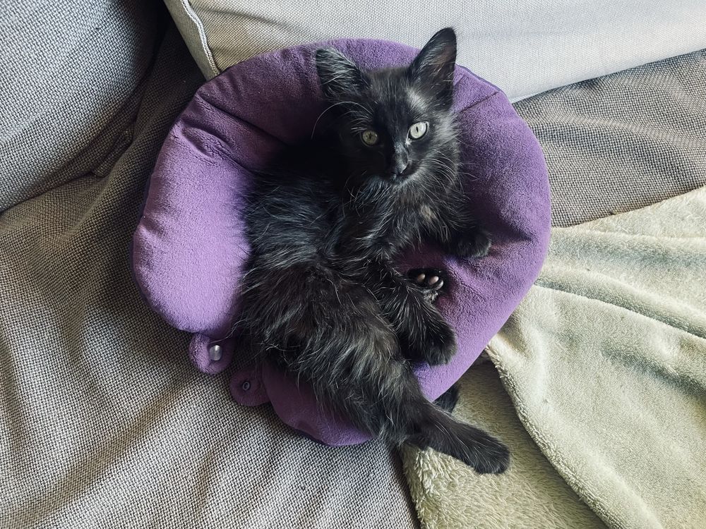 Gata preta com 2 meses