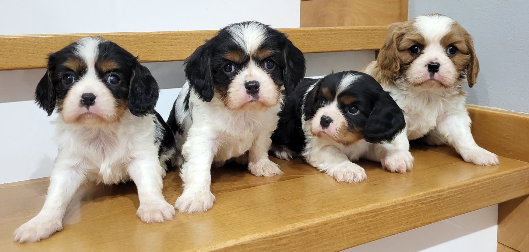 Cavalier King Charles Spaniel ostatni  Samczyk