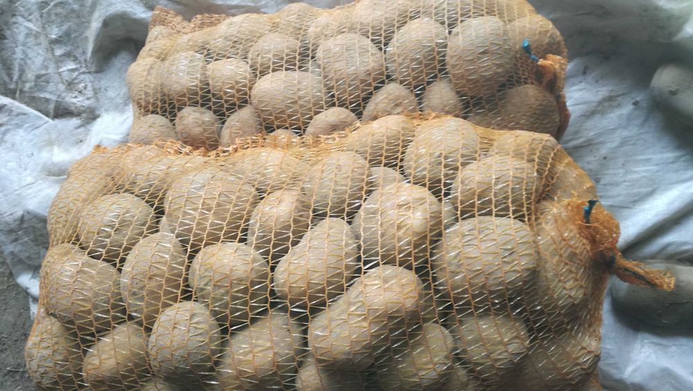 Ziemniaki jadalne tegoroczne