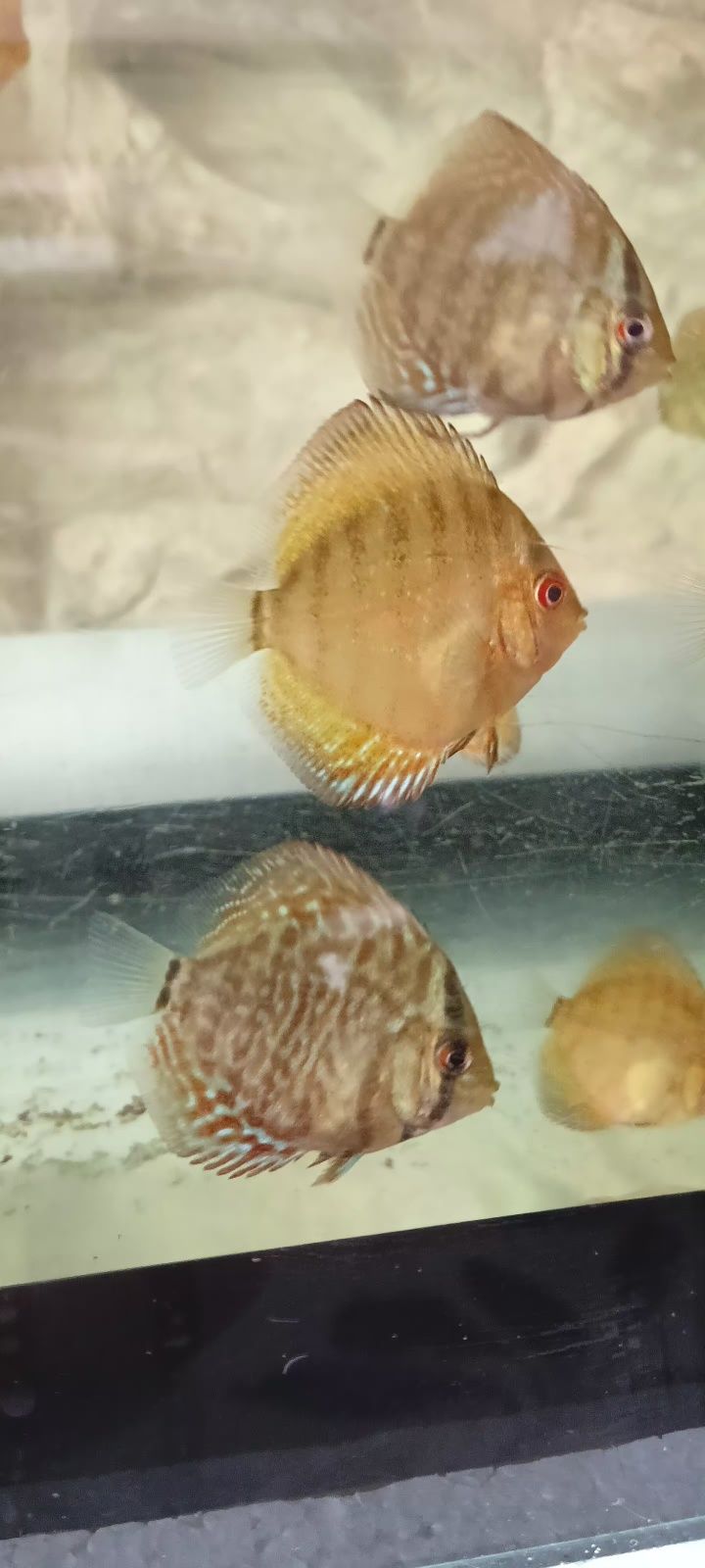Paletki - Dyskowce Red Turkus