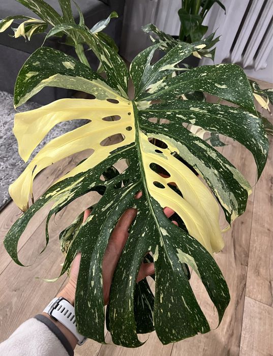 Monstera Thai Constellation