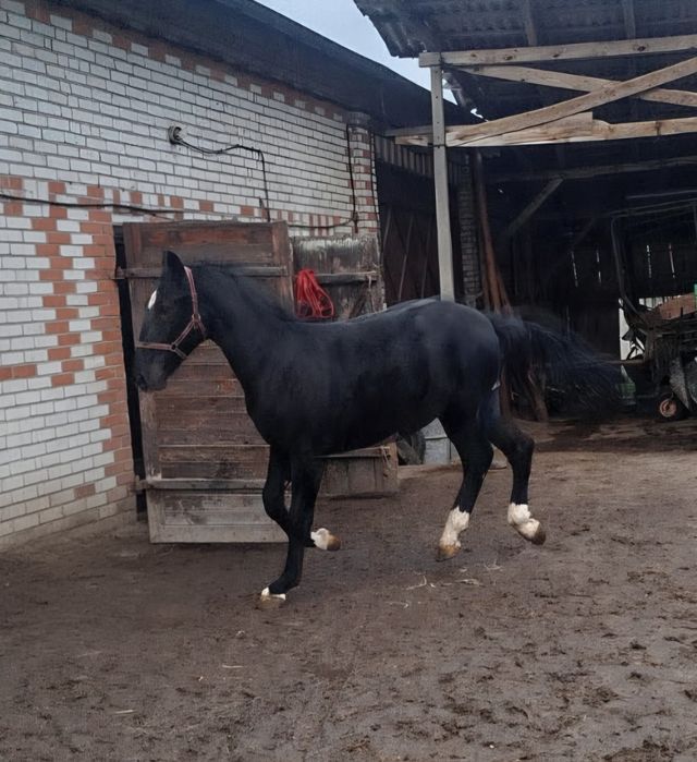 Ogier rasy Śląskiej