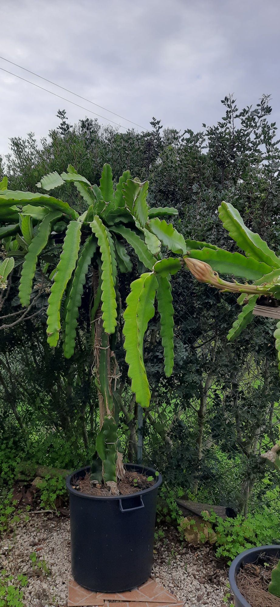 Podas de pitaya Hylocereus