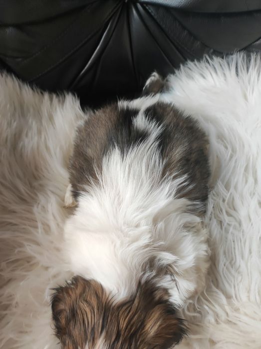 Szczeniak shih-tzu