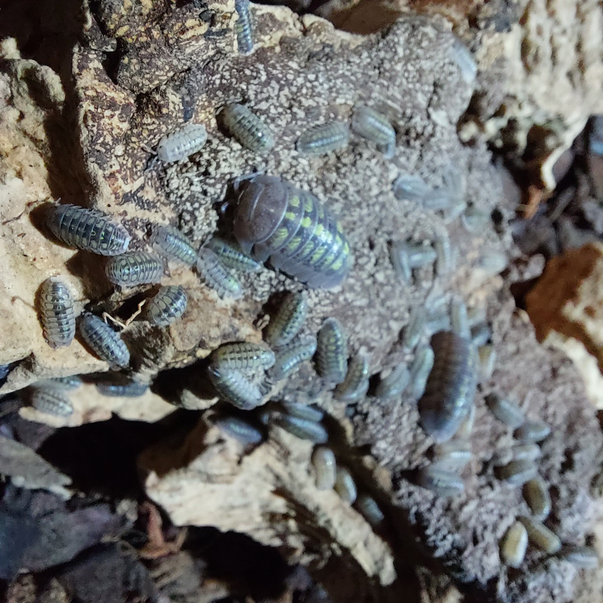 Isopods/ Bichos da conta várias espécies