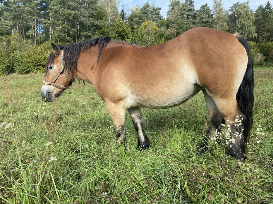 Sprzedam źrebną klacz zimnokrwistą