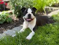 Boston  Terrier szczenię FCI