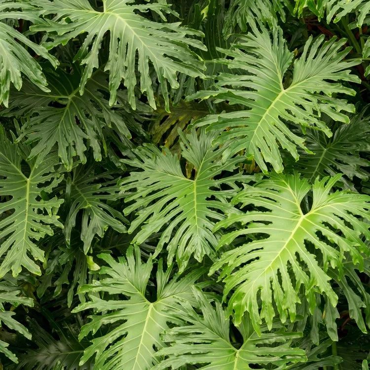 Philodendron bipinnatifidum ou Guaimbé