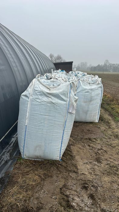 Ccm kukurydza mielona