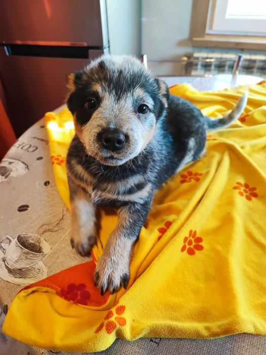 Pies piesek Australian Cattle Dog