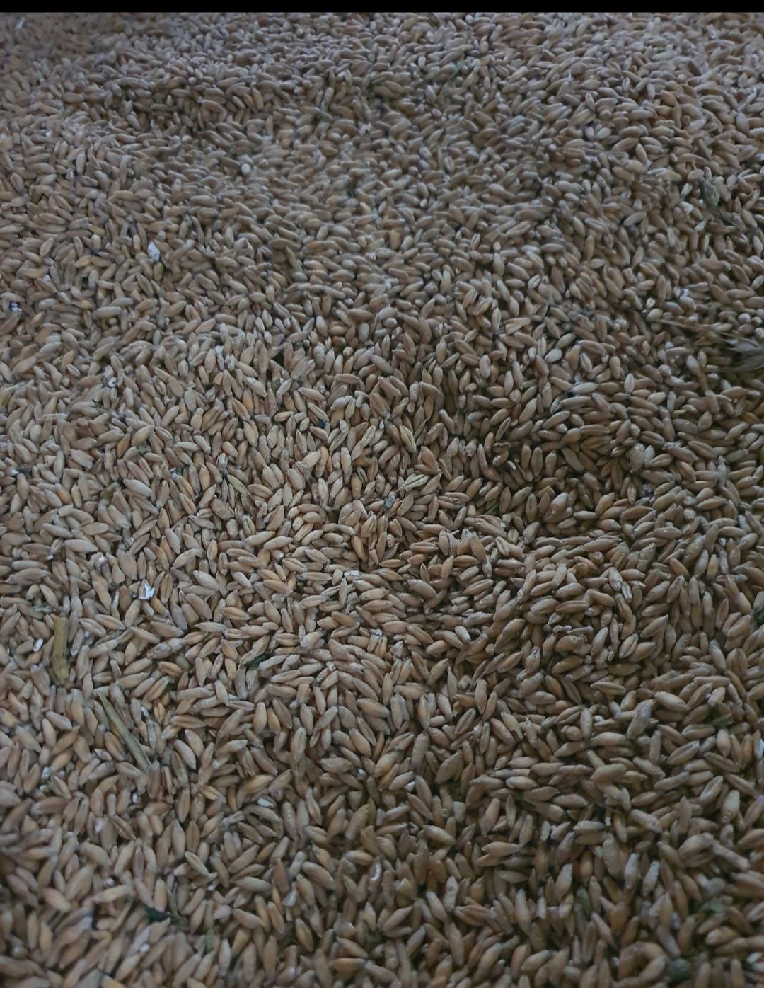 Pszenzyto 6t 2025