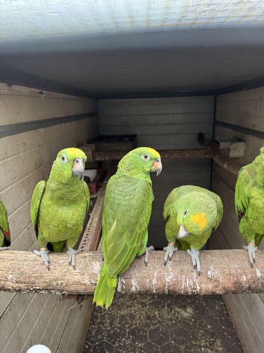 Papagaios amazonas ochrochephala