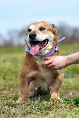 Penne, labrador na krótkich nogach do adopcji!