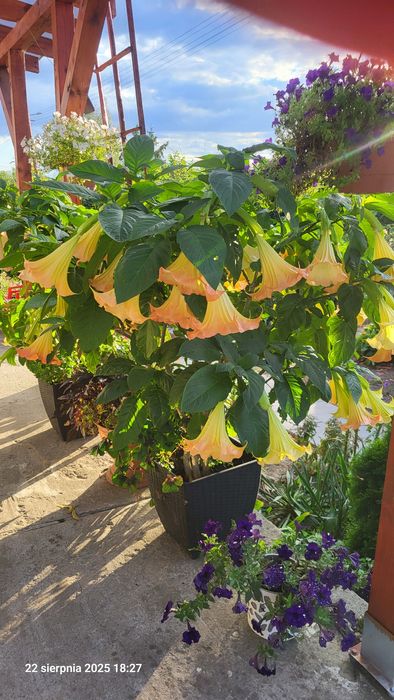 Datura anielskie trąby bieluń