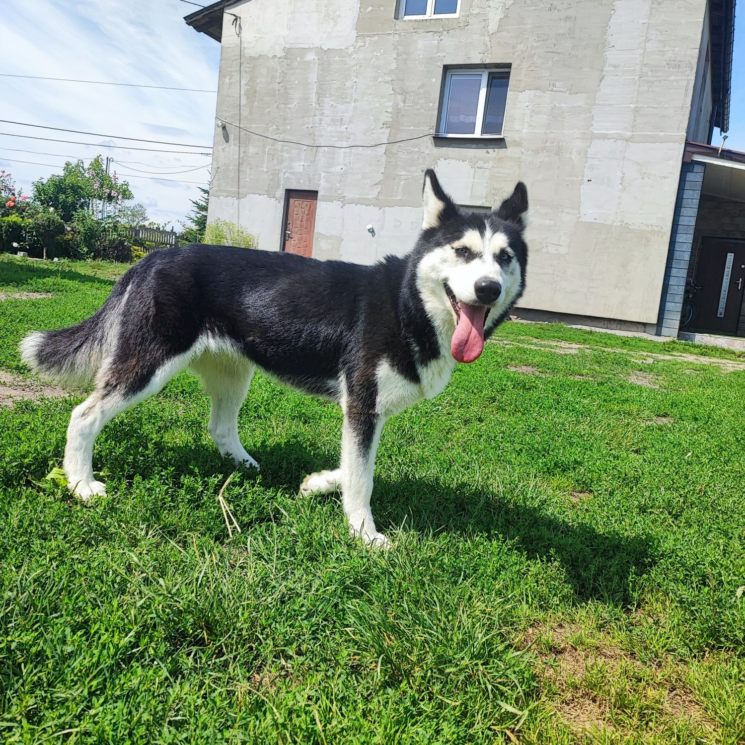 Siberian Husky suczka