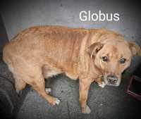 Globus - Pies do adopcji ze Schroniska dla zwierząt w Chełmie