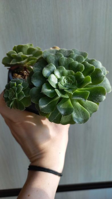 Молодило каменная роза цветы растения суккуленты уличные комнатные