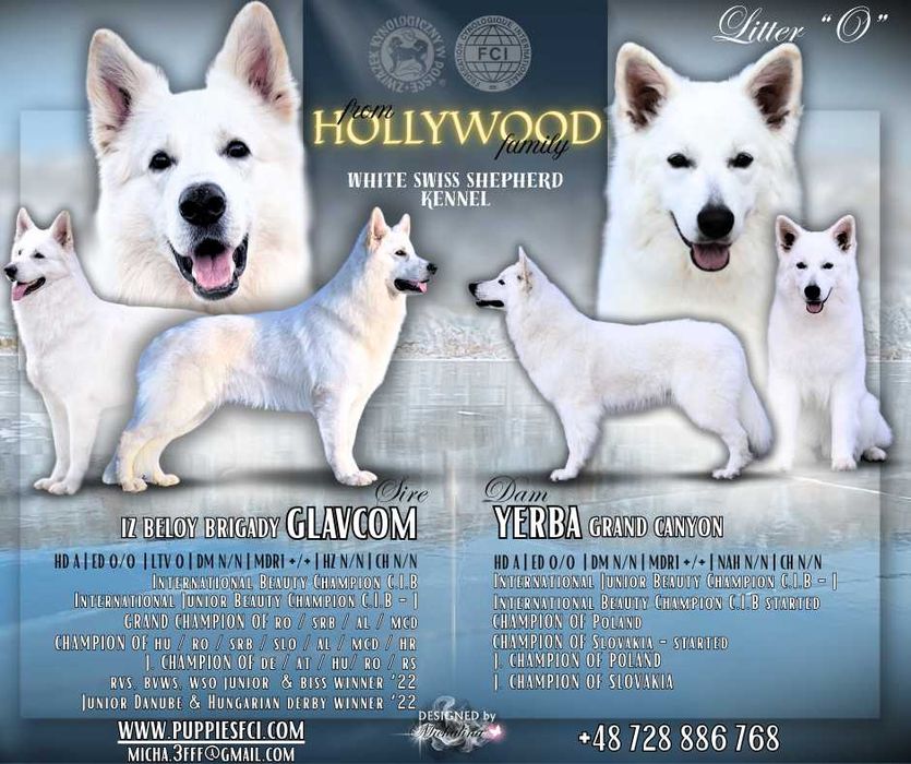 Biały Owczarek Szwajcarski - z doskonałym rodowodem FCI
