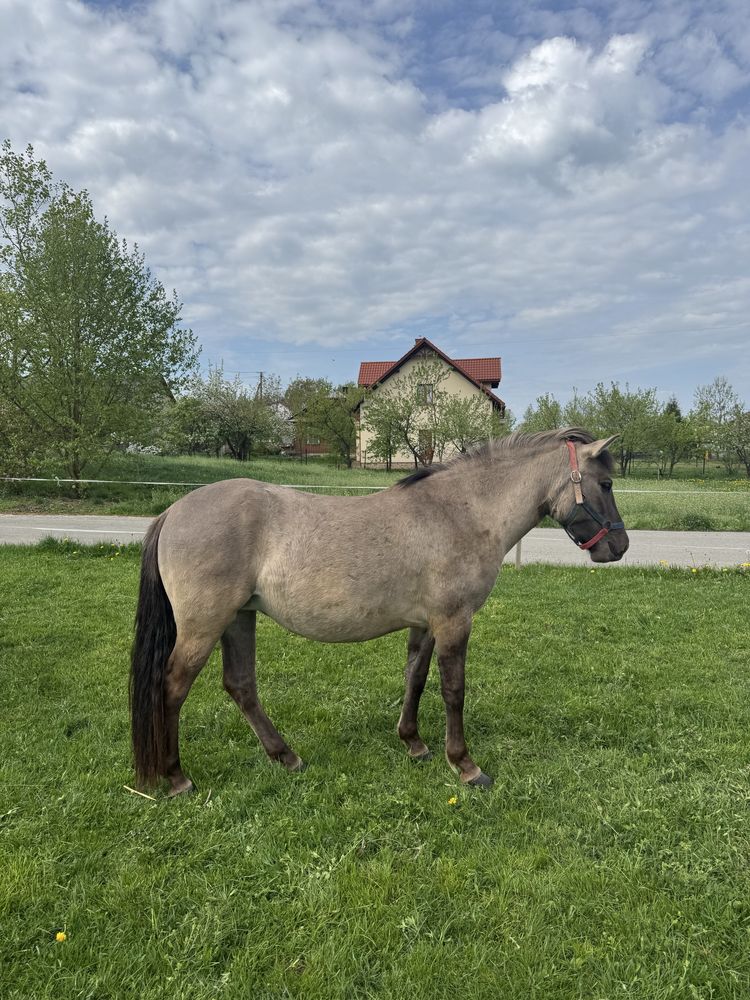 Konik polski - dwuletnia klaczka