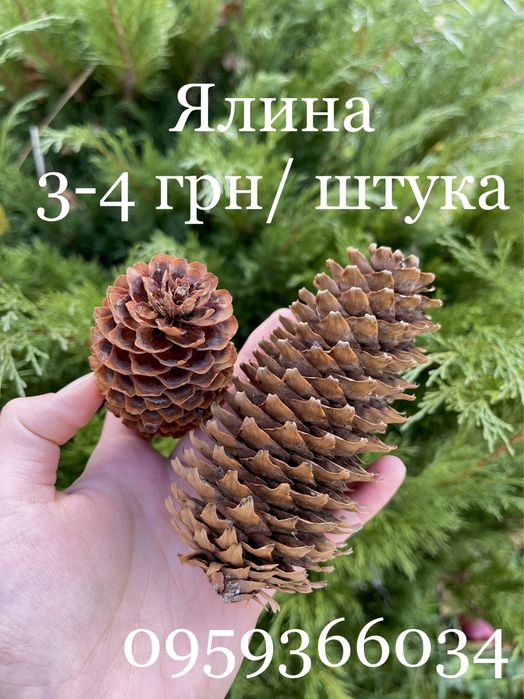 Для декора декору природній матеріал для поделок шишки жолуди рокитник