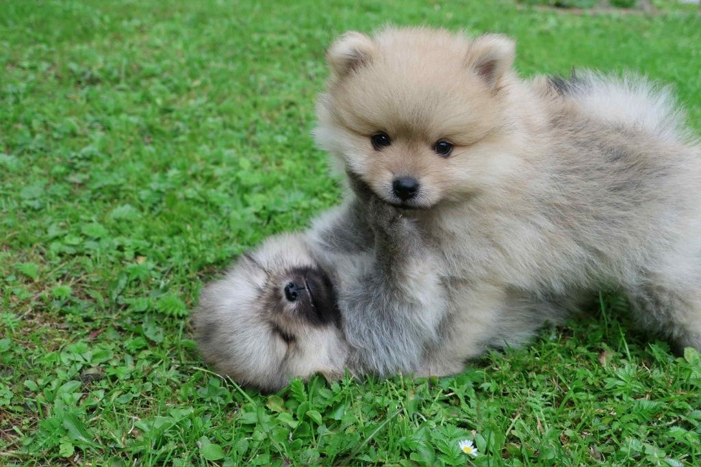 Szpic miniaturowy pomeranian z Rodowodem