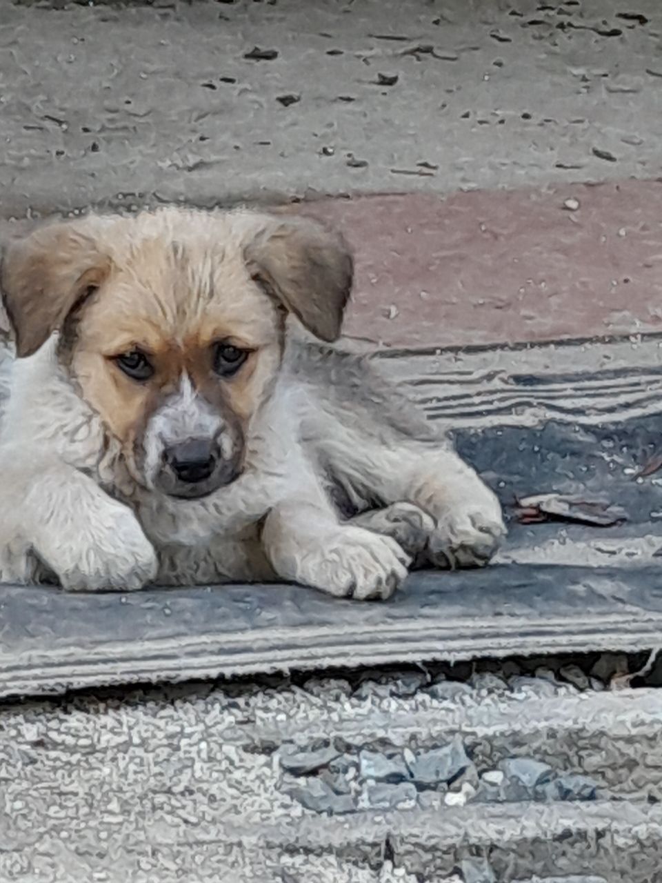 Віддамо собачок в хороші руки