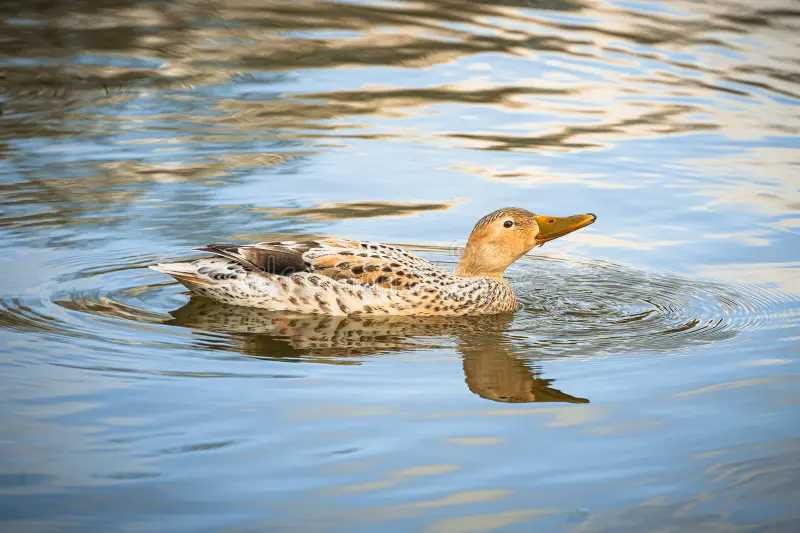 Patos pequim machos e patos leucisticos