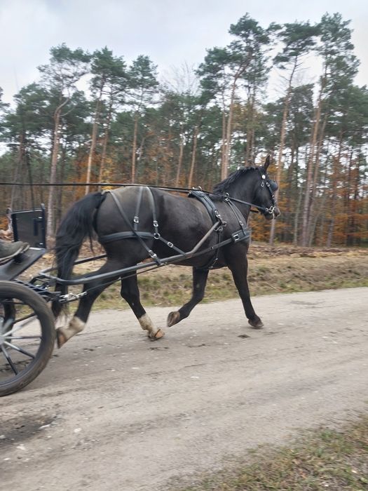 Kary wałach śląski 3 lata