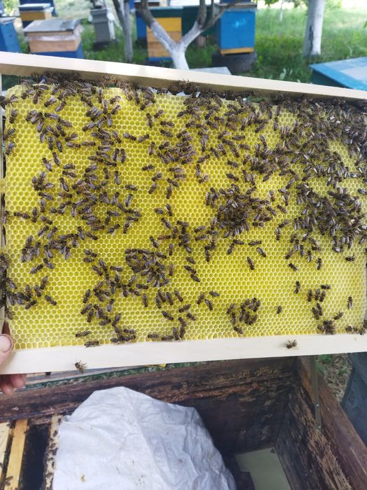 Продам  бджоло-пакети 2026