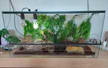 3 Gekony z terarium