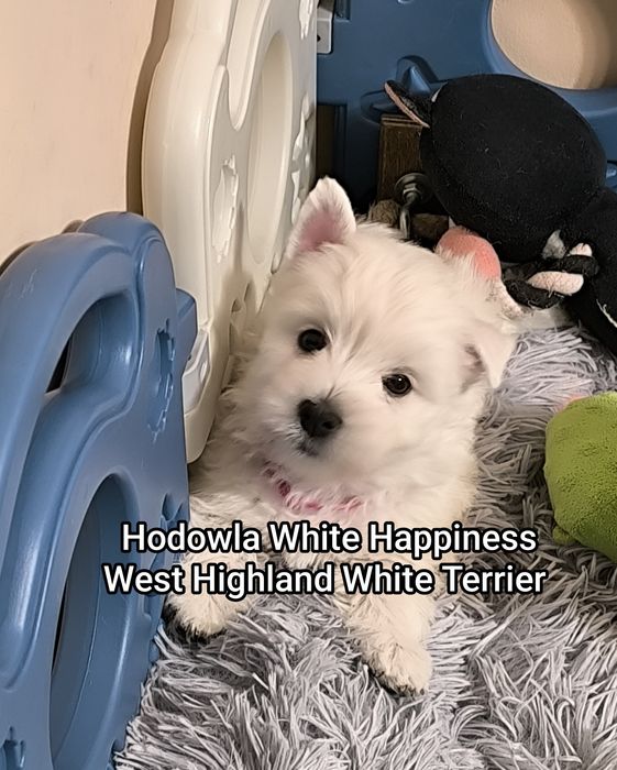 Śliczny szczeniak West White Terrier rodzice zdrowi CMO 0 PIESEK
