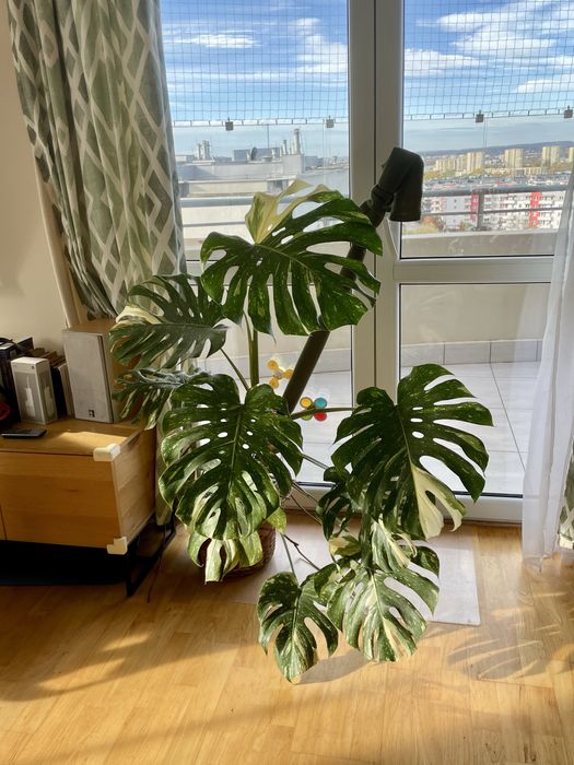 Monstera thai constellation XXL