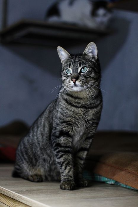 Винтик с особенным хвостиком из приюта бесплатно