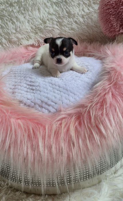 Piękna dziewczyna chihuahua krótkowłosa - domowa hodowla