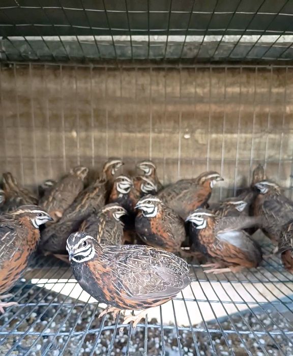 Codorniz Arlequim - Coturnix Delegorguei