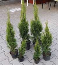 Tuja Szmaragd 60-70cm thuja kolumnowa bezobsługowy żywopłot