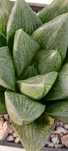 Suculenta Haworthia EF15B65