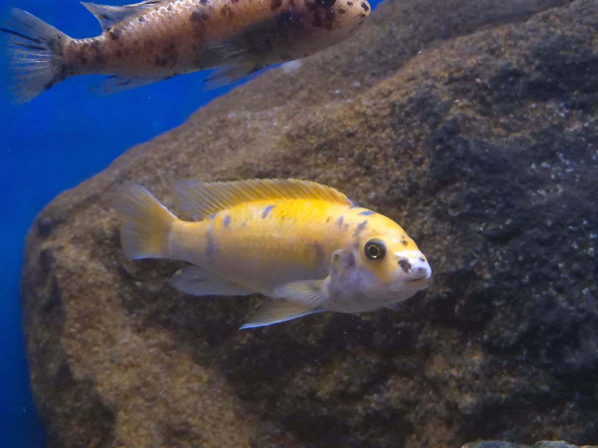 Labeotropheus trewavasae Border MC / OB