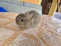 Króliczek miniaturka królik samczyki 2 miesięczny