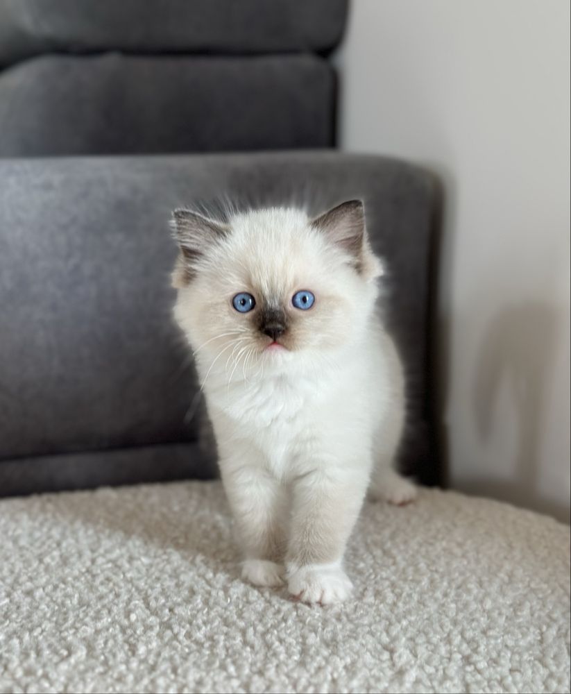 Puchata kotka ragdoll rodowód FIFE