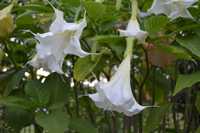 Datura brugmansia anielskie trąby  biała dwuletnia okazja